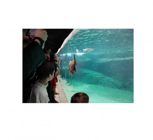 &laquo; Dreamnight at the zoo ! &raquo; Soir&eacute;e de r&ecirc;ve pour les enfants au Parc zoologique de Paris