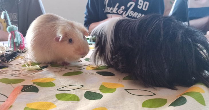 Des animaux s&rsquo;invitent au CHI Cr&eacute;teil